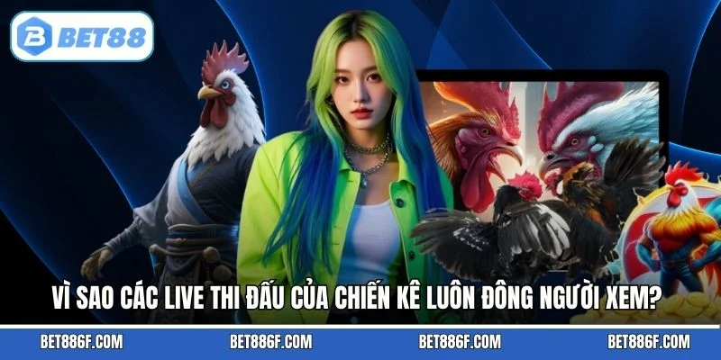 Vì sao các live thi đấu của chiến kê luôn đông người xem?